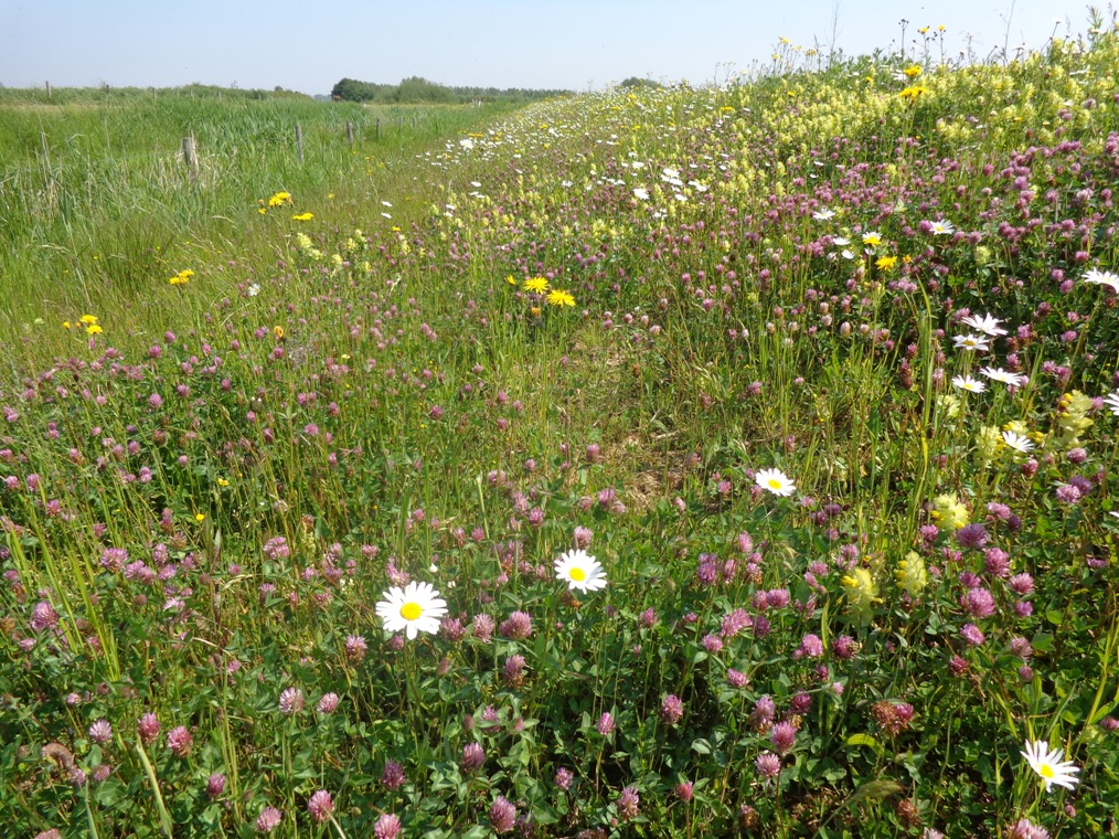 Projecten Voorbeeldgebied Landschapsontwikkeling